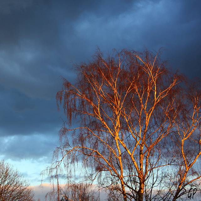 Ciel d'hiver . . .Regard à droite