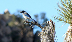 Bird in a Joshua Tree (2480)