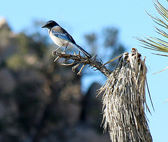 Bird in a Joshua Tree (2481)