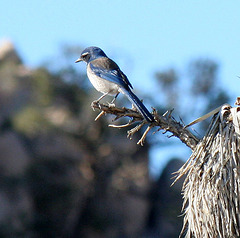 Bird in a Joshua Tree (2482)