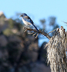 Bird in a Joshua Tree (2483)