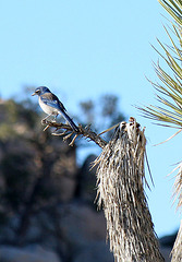 Bird in a Joshua Tree (2484)