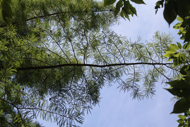 dentellière- feuillage de Taxodium