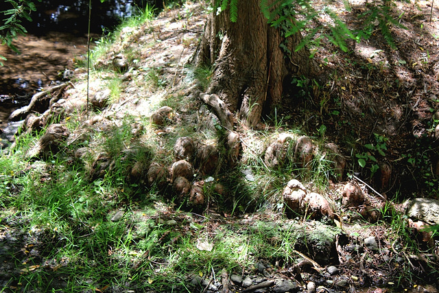 Racines aériennes de Taxodium- cyprès chauve