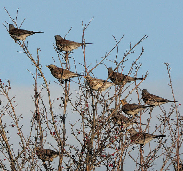 Fieldfare crop