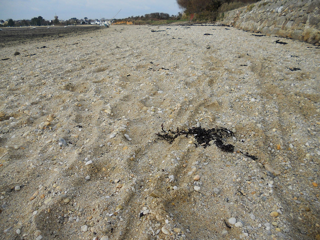 la plage à marée basse