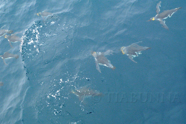 Swimming King Penguins