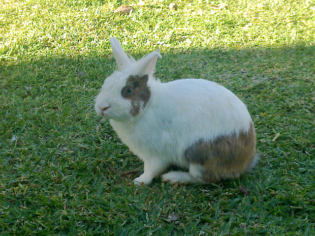 A que parezco un peluche.