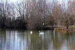 CYGNES**** CYGNES****