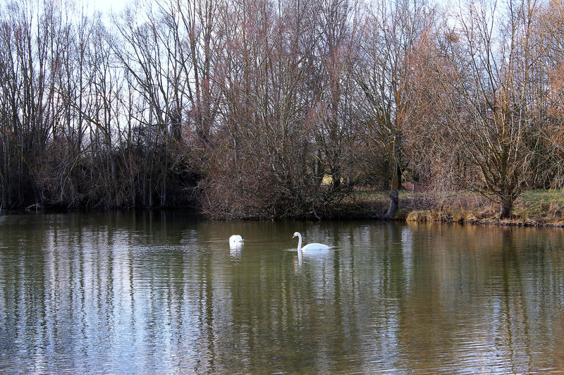 CYGNES****