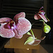 Orquídeas violetas