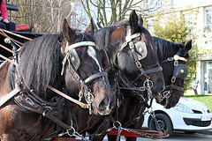 CHEVAUX **** CHEVAUX ****