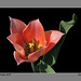 Tulipe 2012 N°1 bis