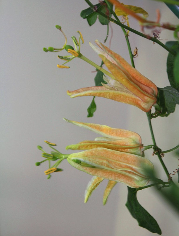 Passiflora aurantia (3)