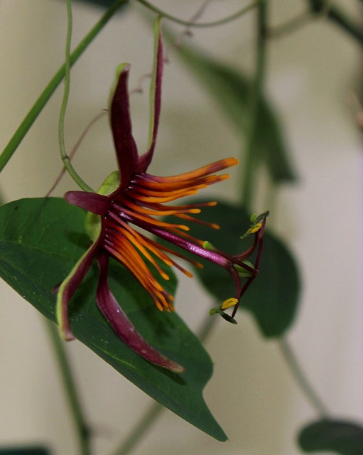 Passiflora Sunfire