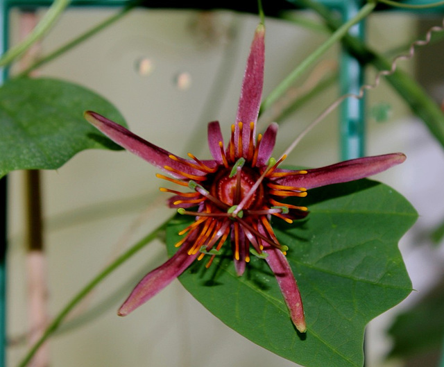 Passiflora 'Sunfire'