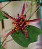 Passiflora 'Sunfire' (2)