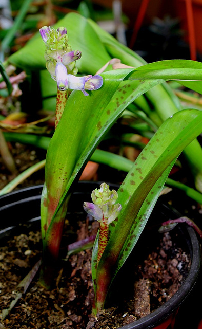 Lachenalia orchidioïdes (2)