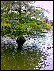 Barcelona: parque de la Ciutadella.