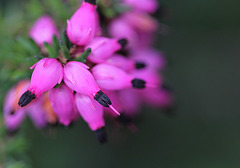 Erica carnea