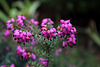 Erica carnea
