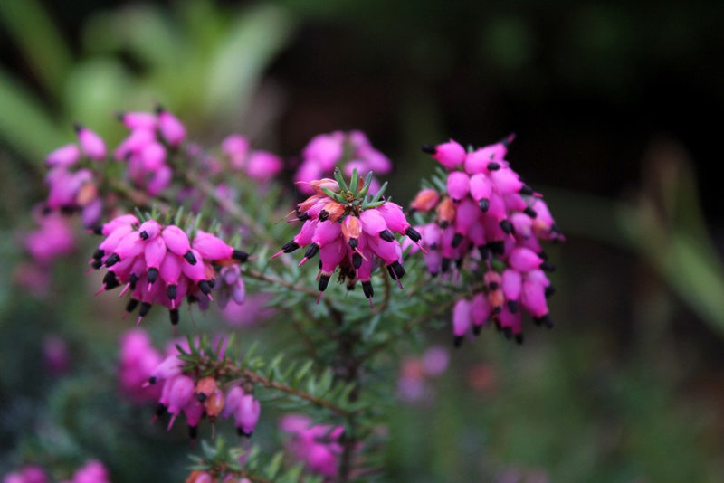 Erica carnea
