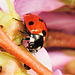 Ladybird (b)
