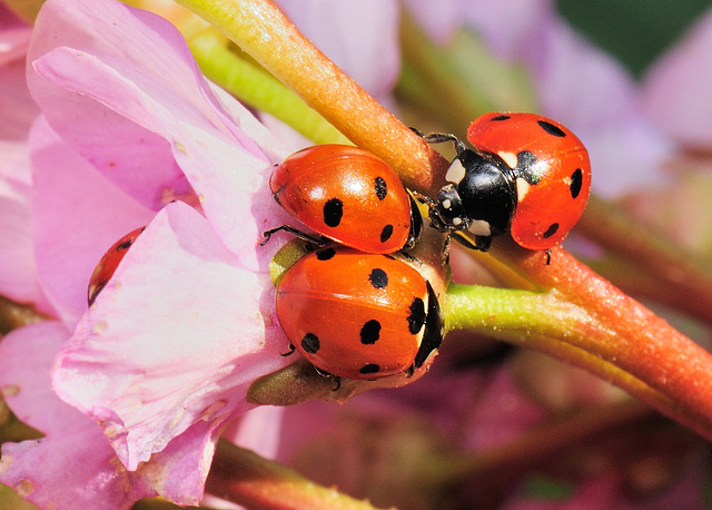 Ladybirds