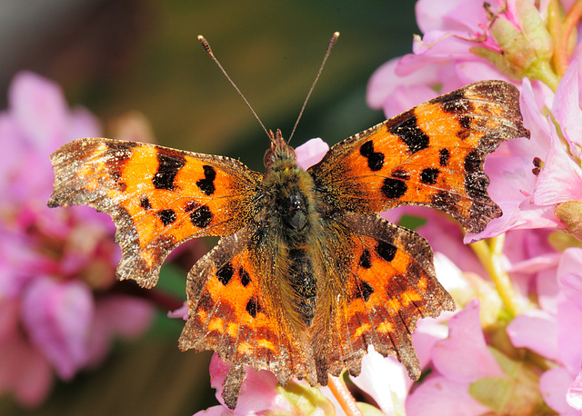 Comma butterfly