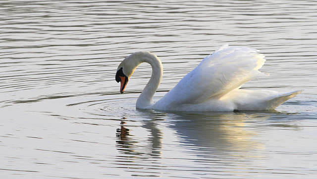 Fier cygne