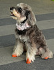 Orange shoes and lace collar