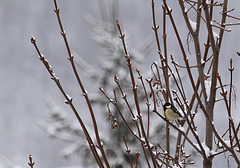 Mésange charbonnière