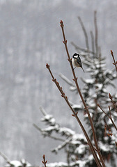 Mésange noire dans la burle