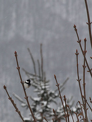 Mésange noire dans la burle