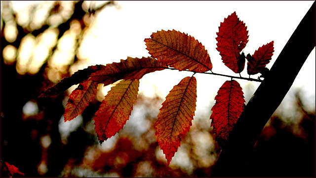 Transparences d'automne