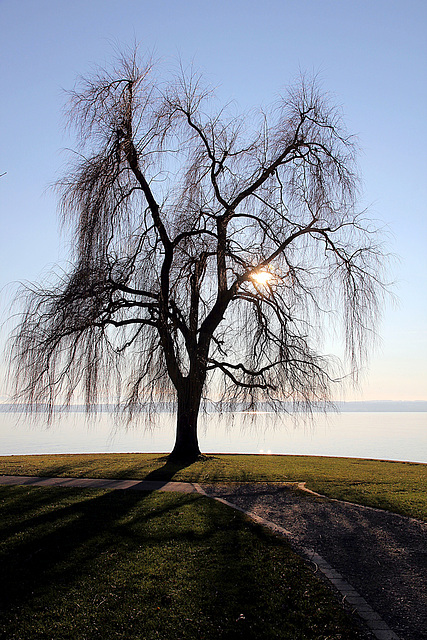 Weide im Gegenlicht