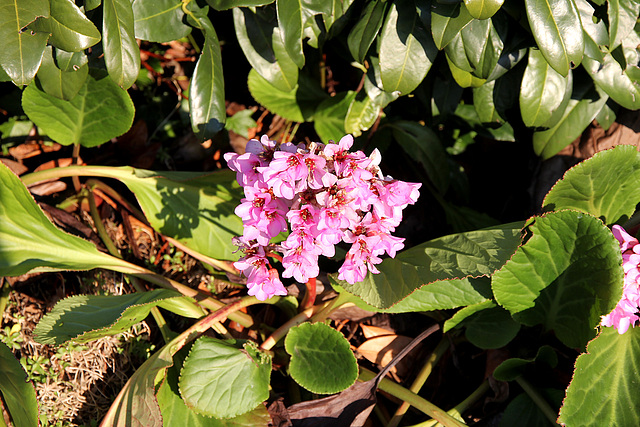 Frühling im Dezember