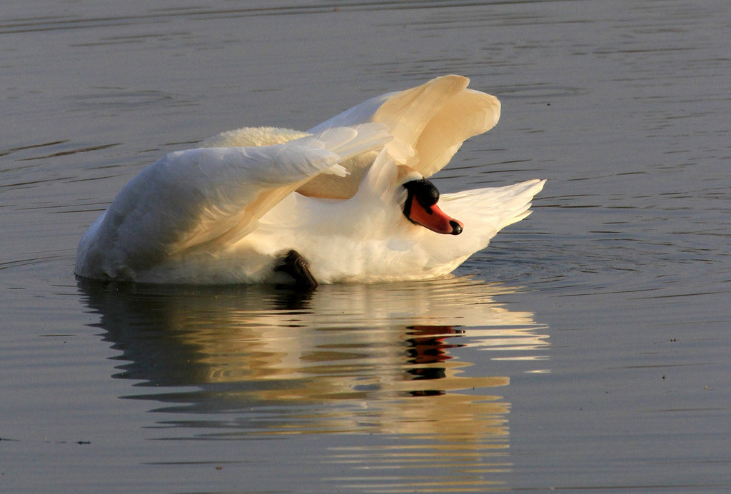 Cygne souple