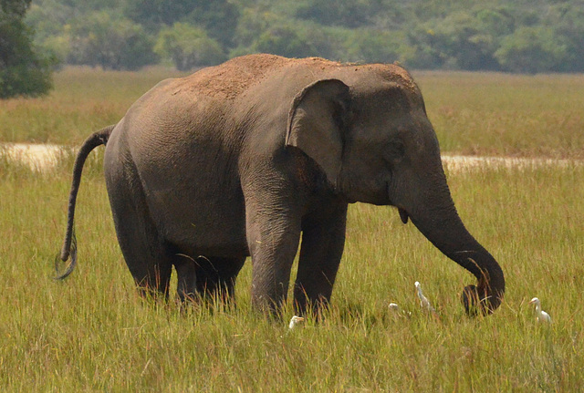 Wild elephant (milieu naturel)