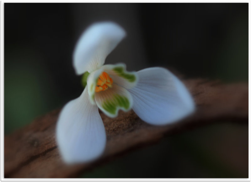 Perce-neige