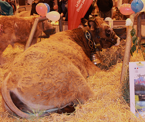 VACHE***