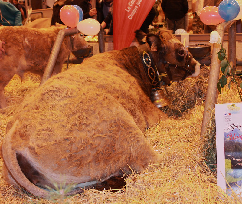 VACHE***