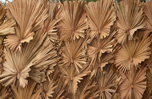 Palmyra palm fence