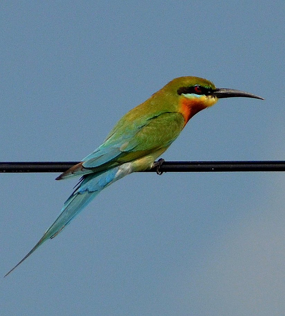 Blue tailed bee eater