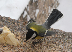 Mésange charbonnière