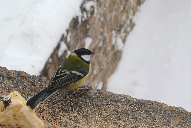 Mésange charbonnière (2)