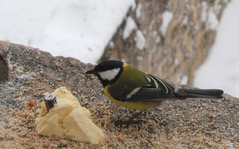 Mésange charbonnière (3)