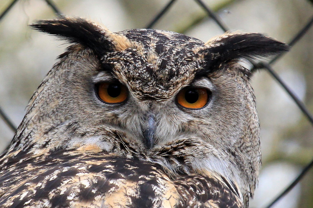 Hibou grand-duc = grand-duc d'Europe = Bubo bubo