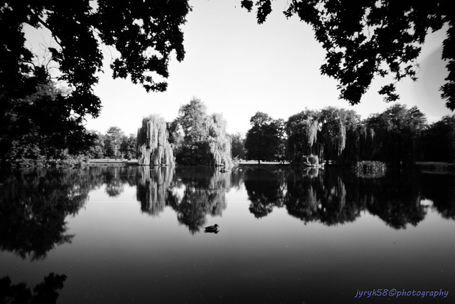 A Pond In the Quiet Morning