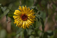 20110628 6149RTw [D~LIP] Schwebfliege, Blume, Bad Salzufeln